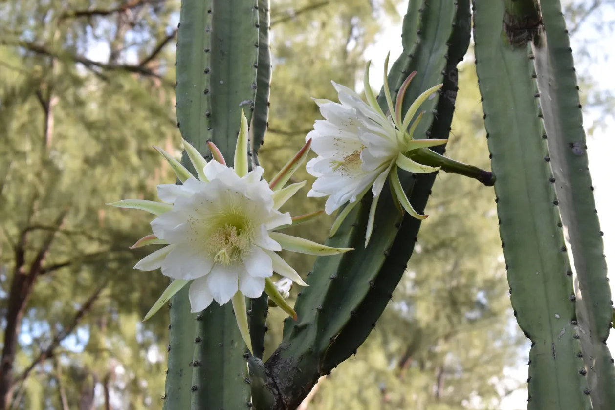 Close-up of the white flowers of the San Pedro cactus